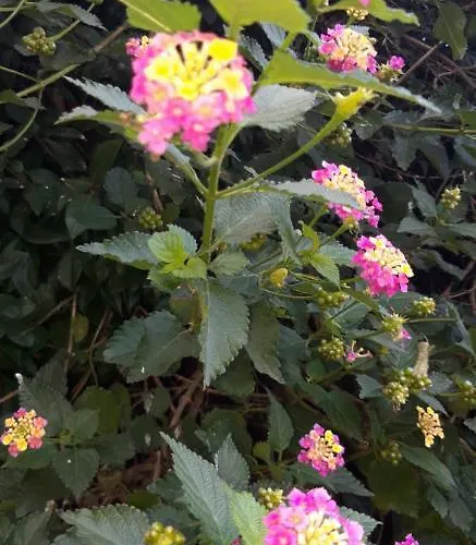 Bakiras House Appartement