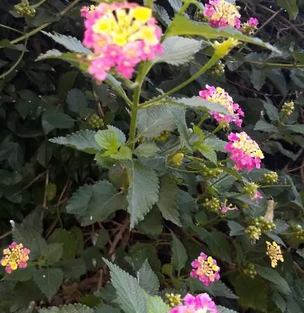 Bakiras House Апартаменты